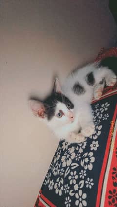 Persian cat for sell 1 beby ke sat