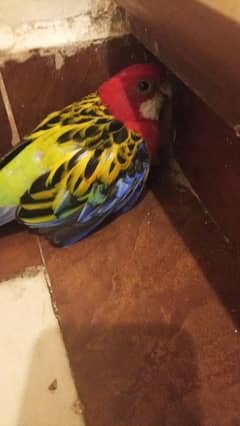 parrots rozla