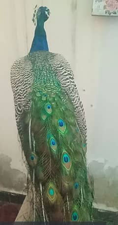 peacock