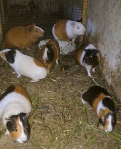 Friendly Guinea Buddy Available Now