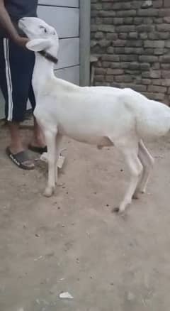 4 Goats For Qurbani