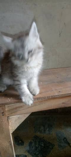 cat # kiten