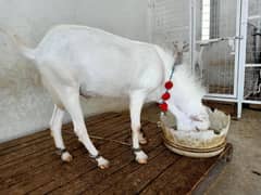bakra