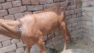 bakra for sale do dant hy healthy hy
