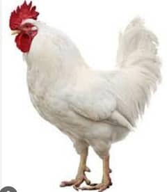 white cock
