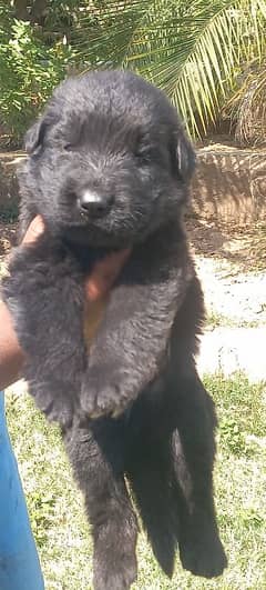 Nonpedigree Pups