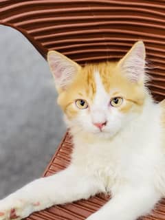 Persian Male kitten