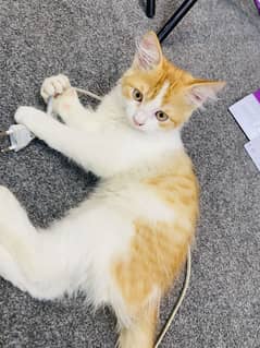 Persian