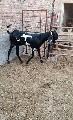 1 black dabba desi Bakra live maximum 80 90 kg