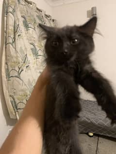 Black kitten