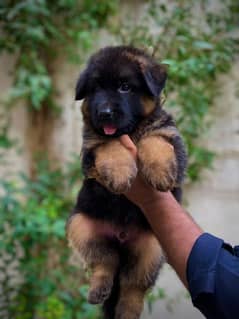 long coat German shepherd puppies