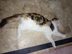 pregnant cat