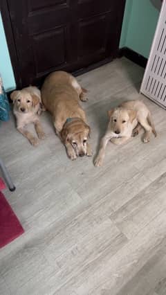 male puppy 13weeks old