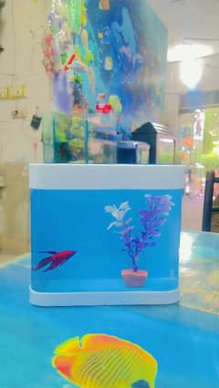betta fish available with betta box
