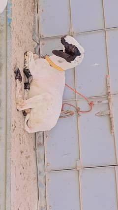 sheep
