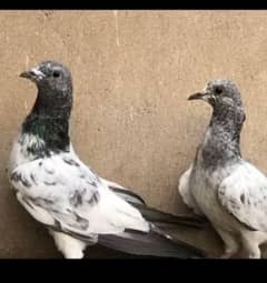 pigeon