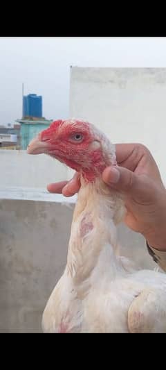 MashAllah HIGH QUALITY HEERA FEMALE FOR SALE