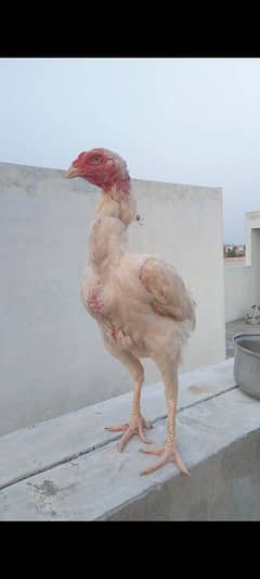 MashAllah High Quality papper white heera bloodline  female for sale