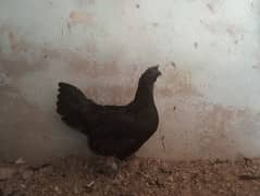 Ayam Cemani Breeder