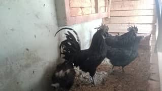 Ayam