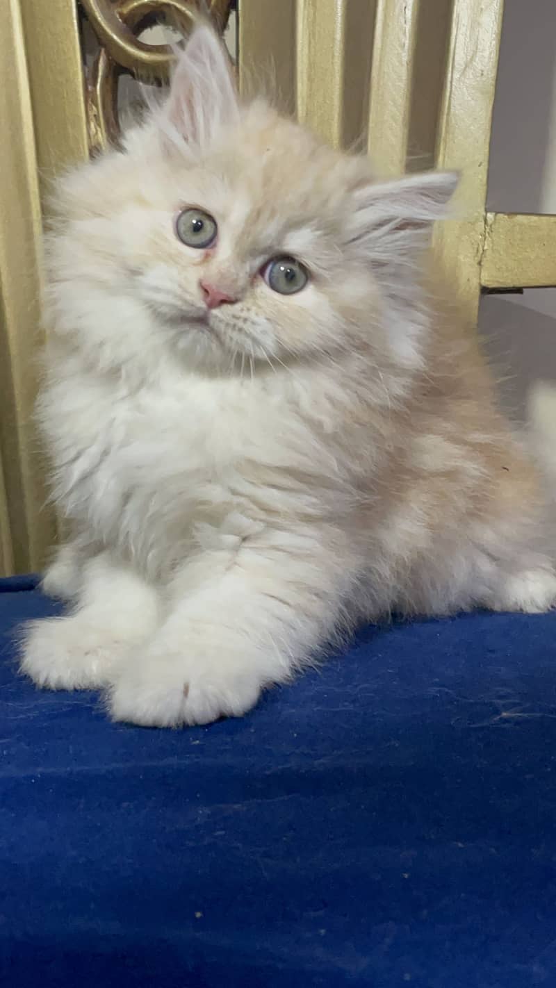 high quality kitten|Punch face Kittens|persian cat|cute|tripple|fluffy 0