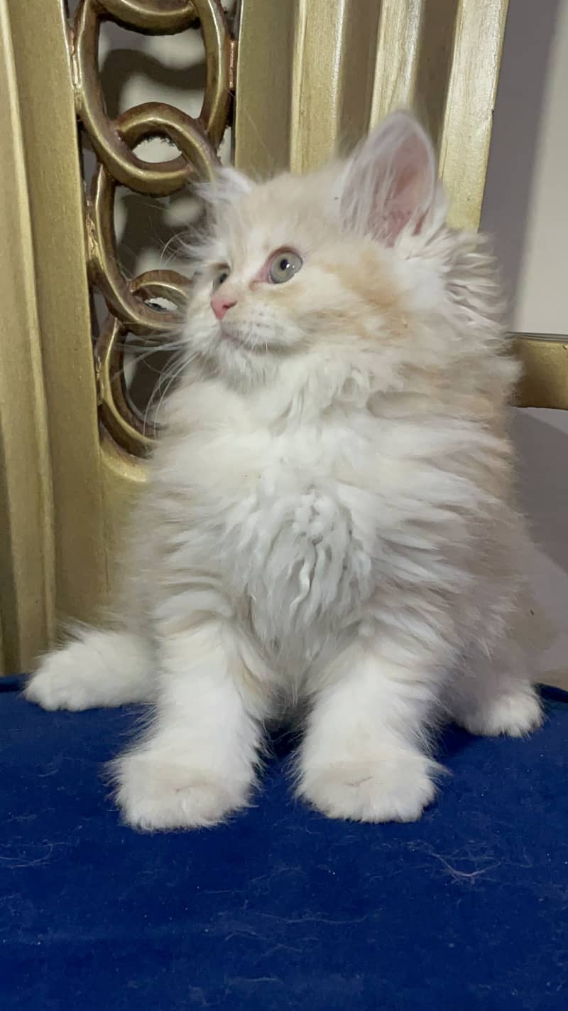 high quality kitten|Punch face Kittens|persian cat|cute|tripple|fluffy 1