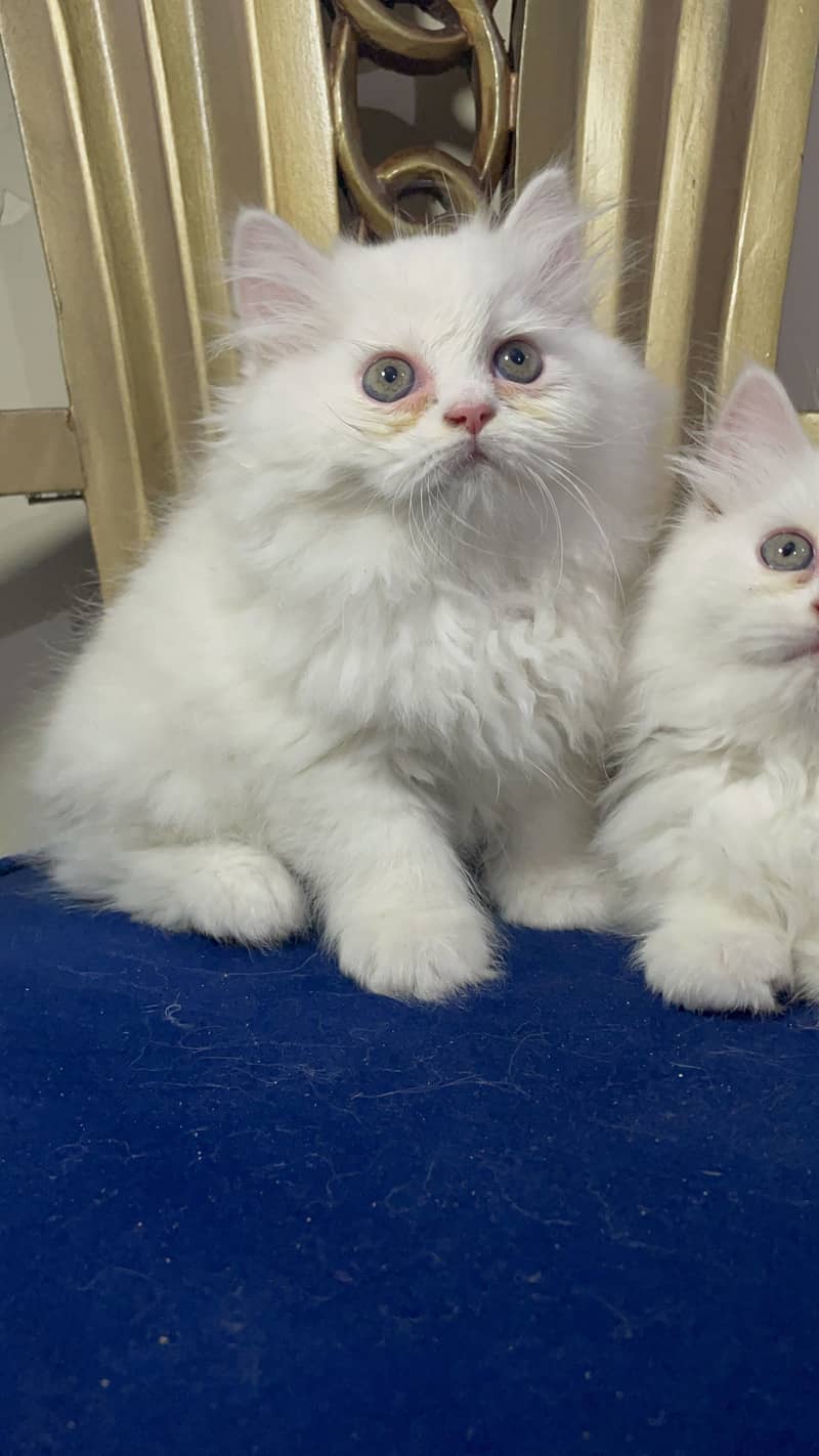 high quality kitten|Punch face Kittens|persian cat|cute|tripple|fluffy 2