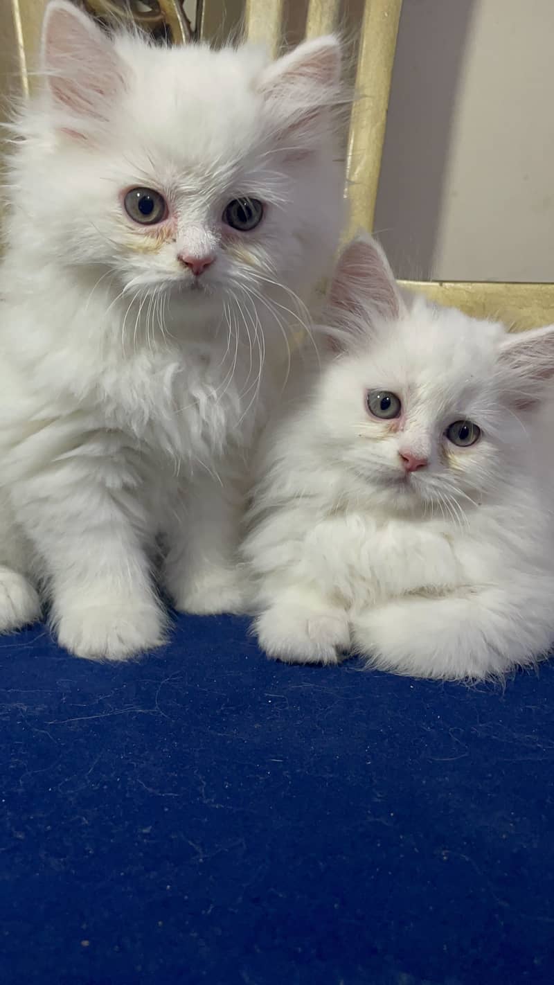 high quality kitten|Punch face Kittens|persian cat|cute|tripple|fluffy 3
