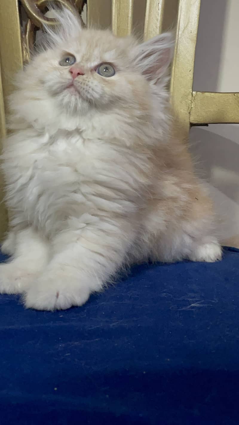 high quality kitten|Punch face Kittens|persian cat|cute|tripple|fluffy 4