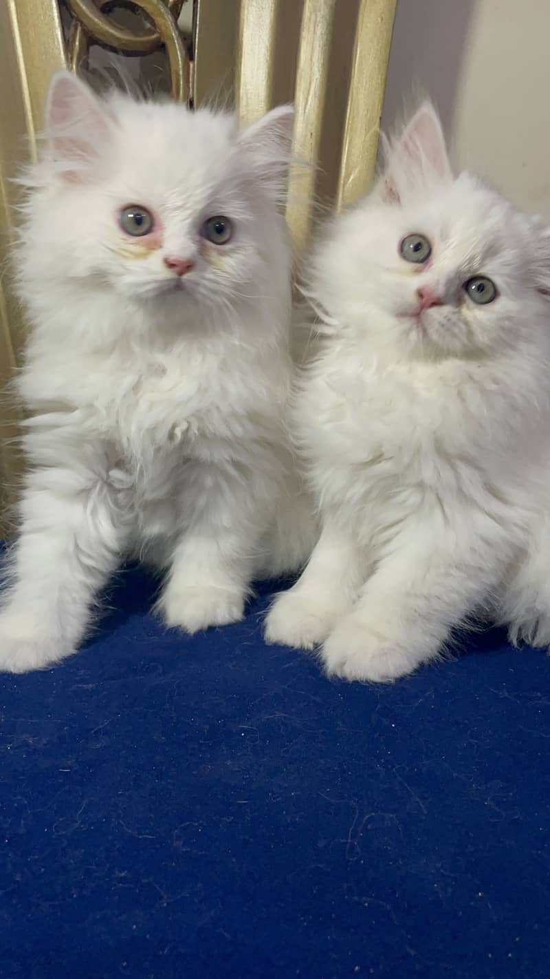 high quality kitten|Punch face Kittens|persian cat|cute|tripple|fluffy 5