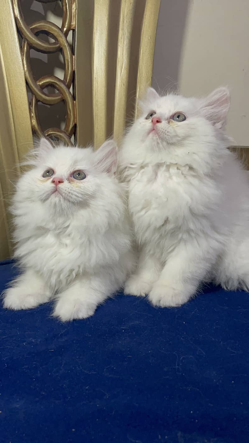 high quality kitten|Punch face Kittens|persian cat|cute|tripple|fluffy 7