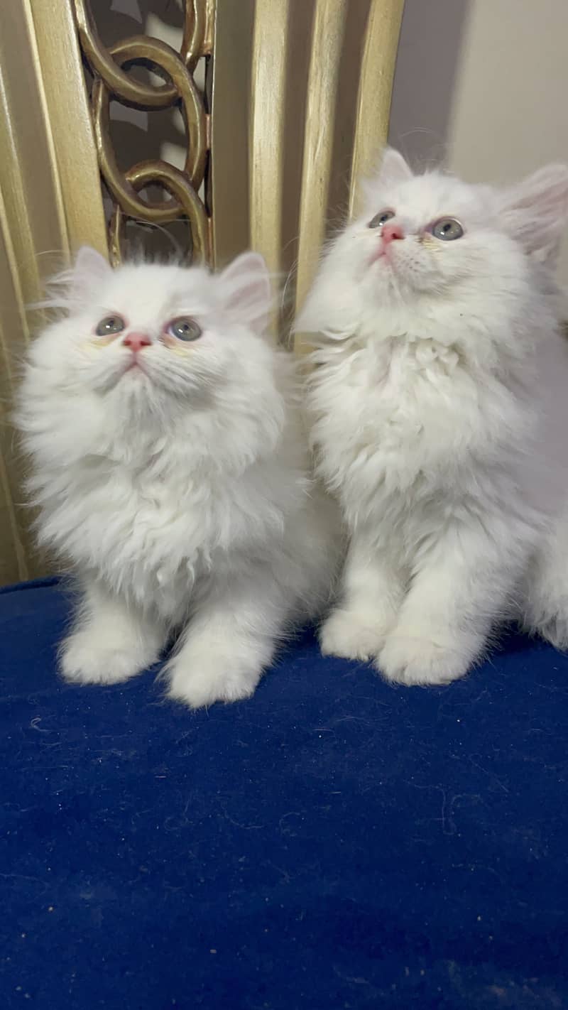 high quality kitten|Punch face Kittens|persian cat|cute|tripple|fluffy 8