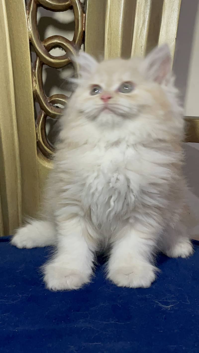 high quality kitten|Punch face Kittens|persian cat|cute|tripple|fluffy 9