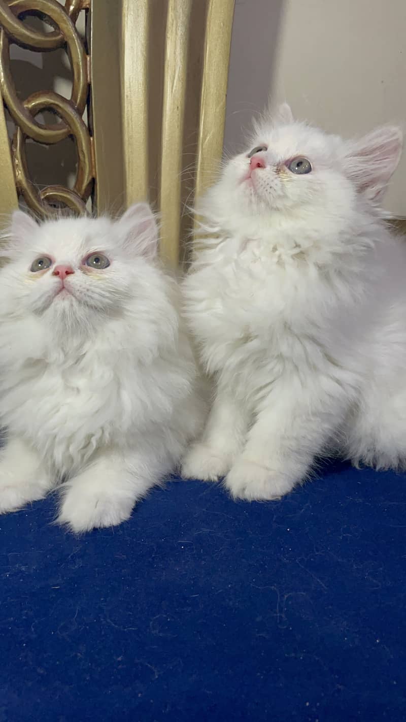 high quality kitten|Punch face Kittens|persian cat|cute|tripple|fluffy 10