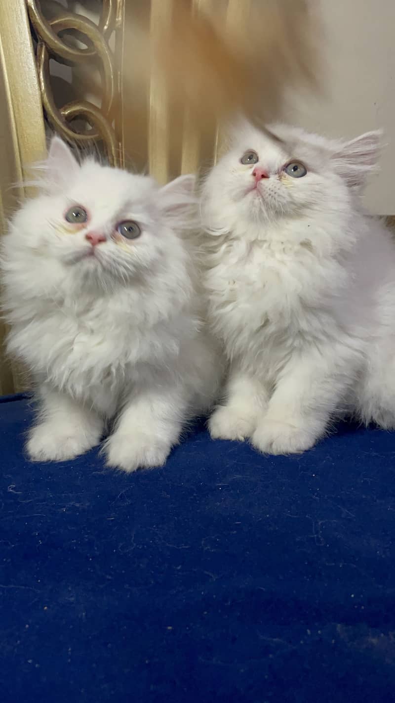 high quality kitten|Punch face Kittens|persian cat|cute|tripple|fluffy 11