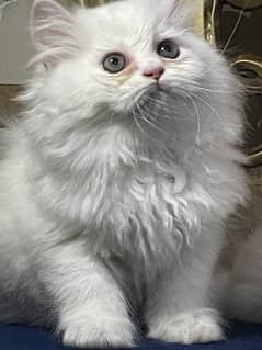 high quality kitten|Punch face Kittens|persian cat|cute|tripple|fluffy