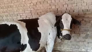 I am sealing my cow