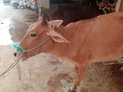 cow 2 dant bachya گائے بچھیا