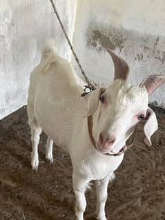 Sehatmand 10-11 Mahine Ka Active Tapra Bakra - Gulabi Touch Mein