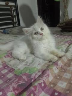 pure Persian kitten