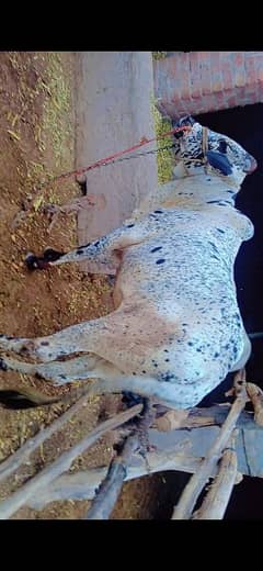 pure cholistani desi wacha for sale