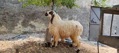 Bakra for Eid qurbani sale