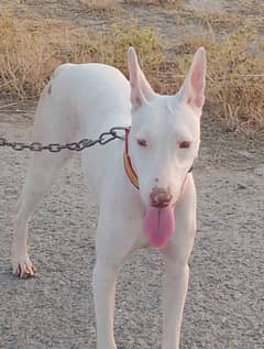 gultair female age 7 months