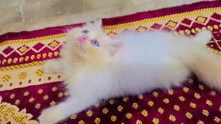 Triple coated Male kitten blue eyes