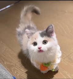 Persian Kitten For Sale