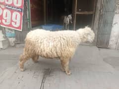 mundra for sale . . . .