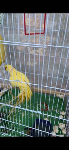Yellow ringneck breeder pair