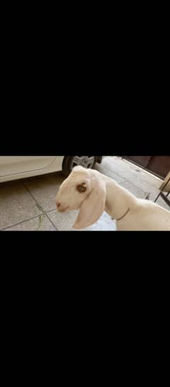 Beautiful Rajan Puri White Bakra