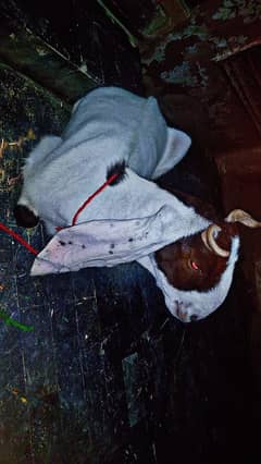 paath for sale 4 dant qurbani ke liye achi hai 2025