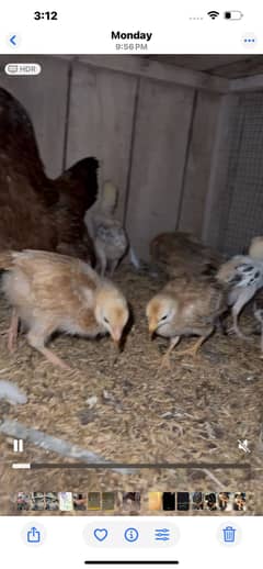 Hen with chick